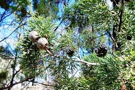 Image result for Callitris