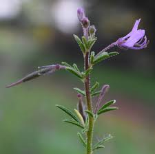 Image result for Cleome rubella