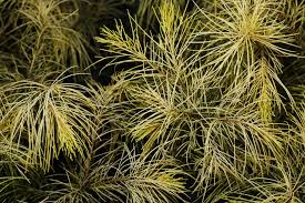 Image result for Casuarina