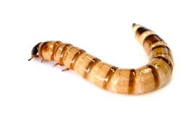 Sachet De 25 Souriceaux 1 Jours Pour Serpents Et Reptiles Souriceaux Surgeles
