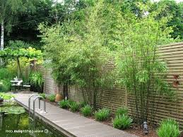 Welche rolle im garten soll der bambus spielen? Pin On Garten