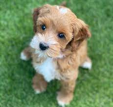 Wantedoldmotorcycles.com) pic hide this posting restore restore this posting Golden Doodle For Adoption Home Facebook