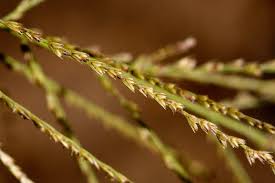 Image result for Leptochloa panicea