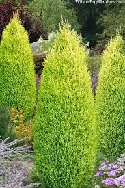 Image result for Juniperus