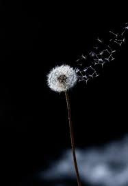 Just A Wind Blow Flowers Photography Dandelion Art Dandelion Wallpaper