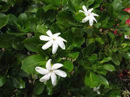 The Unique Fragrance Of The Tahitian Gardenia Fragrant Garden Fragrant Flowers Gardenia