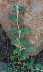 Image result for Alternanthera caracasana