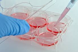 An article summarizing the work was featured by. Avoiding Contamination In Cell Cultures Drug Discovery And Development