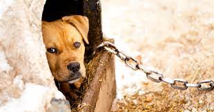 Help—i think my pet has eaten something poisonous! You Can Help Save Animals Today Aspca