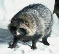 Yes, raccoons do sometimes kill domestic and feral cats. Raccoon Dogs Are Skinned Alive In China Saving Earth Encyclopedia Britannica