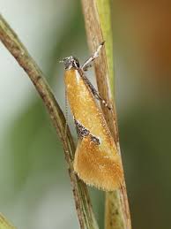 Image result for Batia internella