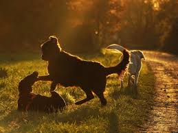 This Is Why Some Dogs Sneeze When They Play In 2020 Dog Sneezing Tracking Dogs Dog Tracker