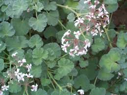 Image result for Pelargonium apetalum