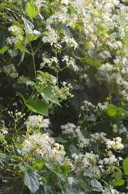 Clematis and tomatoes are two exceptions to the usual rule, and are best planted 6 inches deeper than the soil level in the pot. Clematis Virginiana Virgin S Bower Prairie Moon Nursery