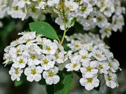 Do dogwood trees smell bad? 14 Fragrant Plants That Make Your Home And Garden Smell Heavenly
