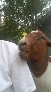 Goat Talk Goats Animals Our Kids