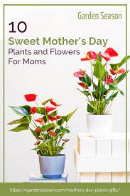 Biology is the least of what makes someone a mother. —rumi. 10 Sweet Mother S Day Plants And Flowers For Moms Mothers Day Plants Plants Plant Gifts