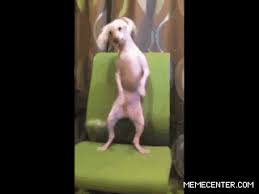 Dog Dancing Chair Gif On Gifer By Androdar Explore and share the best dancing dog gifs and most popular animated gifs here on giphy. dog dancing chair gif on gifer by