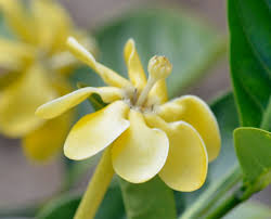 Image result for Gardenia imperialis