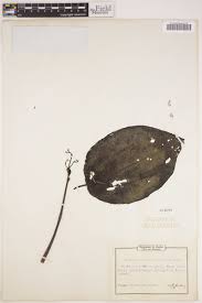 Image result for Ochthocharis