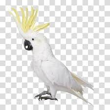cacatua branca passaro cacatua branca periquito periquito australiano papagaio png cacatua branca passaro cacatua papagaio