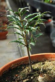 Image result for Gonatopus