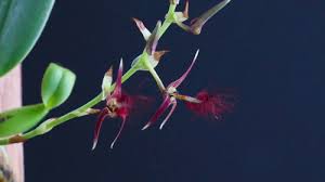 Image result for Bulbophyllum saltatorium