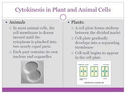 We did not find results for: What Is The Difference Between Plant Cell And Animal Cell Cytokinesis