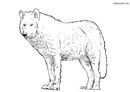 Ein wolf ist das größte mitglied der hundefamilie. Wolf Malvorlage Kostenlos Wolfe Ausmalbilder