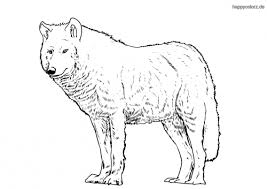 Vergessen sie nicht, andere beiträge auf dieser website zu besuchen. Wolf Malvorlage Kostenlos Wolfe Ausmalbilder