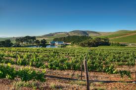 Nitida Wine Farm Durbanville Wine Valley Wine Boutique Wine