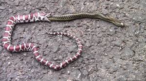 The garter snake, genus (thamnophis), is a colubrid snake common across north america, ranging from alaska and canada to central america. Milk Snake Regurgitates An Eastern Garter Snake Youtube