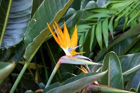 Palm Tree That Looks Like Bird Of Paradise Poolside Plants That Look Like Paradise Landscaping Around Pool Plants Around Pool Pool Landscaping Plants