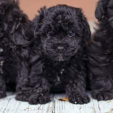 Yorkie poo puppies for sale ~ bella. 1 Yorkiepoo Puppies For Sale In Texas Uptown