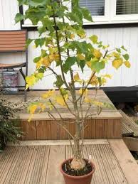 Image result for Erythrina lysistemon