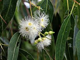 Image result for Eucalyptus grandis