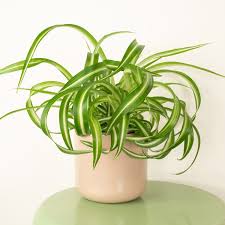 Image result for Chlorophytum pauper