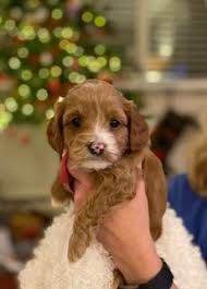 Check spelling or type a new query. Luckey Dogs