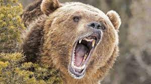 After which, the company has witnessed a substantial rise in their sales whereas the majority of them are coming from grizzlies vs warriors fans. Good News Facial Recognition Software For Grizzlies Is Coming Cowboy State Daily