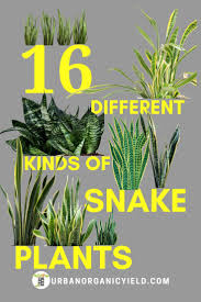 Some do not grow very tall and others have a different coloration of the leaves. 140 Snake Plant Ideas In 2021 Snake Plant Indoor Plants Plants