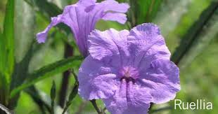 Petunia Care How To Grow And Keep Petunia Flowers Blooming