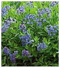 For me, forestfarm has been the place to go when i had to buy a tree or shrub that could not be found at any local garden center. If You Had A 50 Giftcard To White Flower Farm What