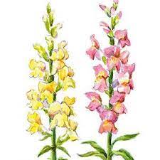 Antirrhinum Majus Snapdragon Flower Drawing Snapdragon Flowers Botanical Drawings