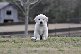 English golden retriever puppies for sale. English Golden Retriever Puppies Summer Brook English Goldens