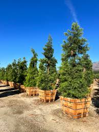 Image result for Podocarpus