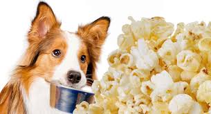 And if your cat has digestive issues, especially ones involving a gluten can cats have popcorn? Can Dogs Eat Popcorn Can You Share This Tasty Treat With Your Dog