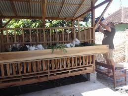 Di bawah ini adalah koleksi foto terbaik dari kambingetawa super pemenang kontes terbaik di indonesia, ternak kambing memang sudah di lakukan dari nenek moyang dan. Jual Susu Kambing Etawa Di Kandang