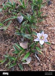 Image result for Xerophyta humilis
