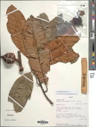 Image result for Chrysophyllum welwitschii