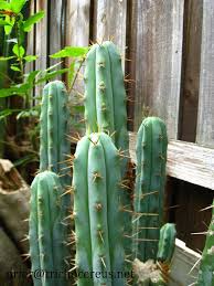 Hi everyone, this video is about the propagation of trichocereus pachanoi by cuttings. Trichocereus Bridgesii Echinopsis Lageniformis Mega Page